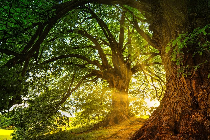 Enchanted forest journey